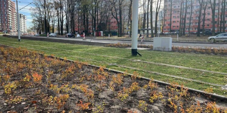 Popowice będą bardziej zielone. Nowa roślinność przy budowie tramwaju
