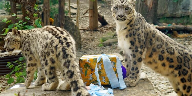 ZOO Wrocław z kolejnym rokiem pełnym sukcesów. Kolejny rekord frekwencji, a przed nami budowa nowego zimowiska dla flamingów