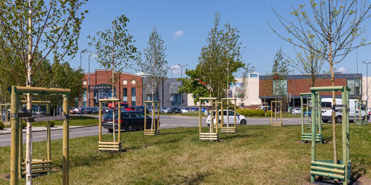 Nowe drzewa we Wrocławiu. Nasadziła je Magnolia Park