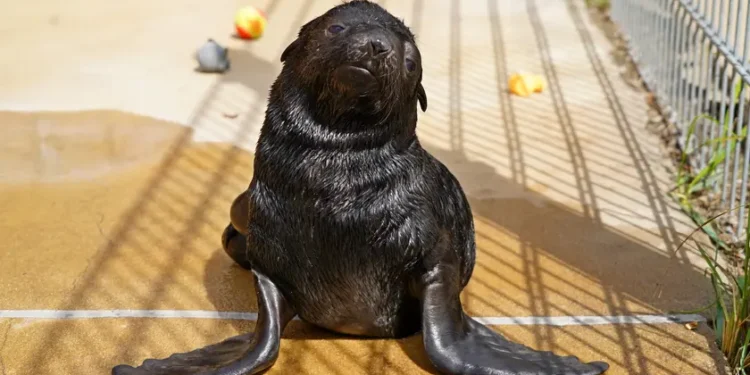 Poznajcie wrocławskiego bobasa z wąsami! Rodzina kotików w ZOO się powiększyła