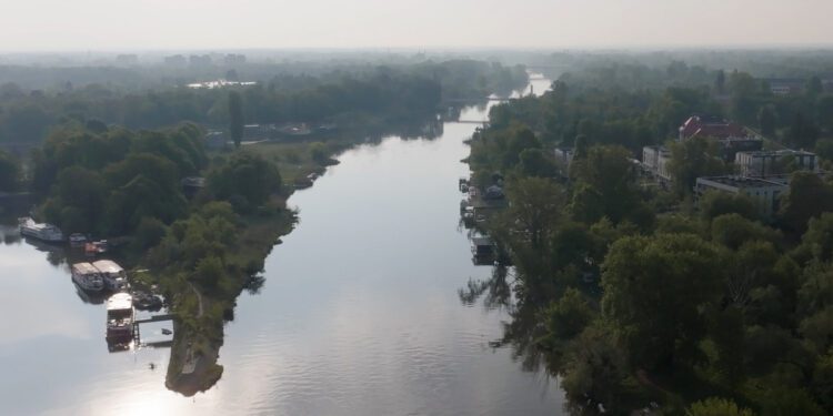 Śnięte ryby w Głogowie